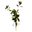 Great Mullein