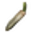 Cucumis