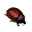 Cochineal