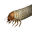 Fat Grub