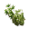 Hops