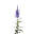 Midnight Blue Flower