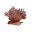 Orange Phykos