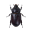 Beetle