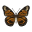 Tiger Mimic Queen Butterfly