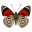 Eighty-eight Butterfly