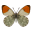 Scarlet Leafwing Butterfly