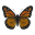 Monarch Butterfly