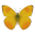 Orange-Barred Sulphur Butterfly