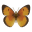 Sleepy Scarlet Butterfly