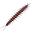 Centipede