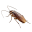 Cockroach