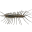 House Centipede
