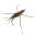 Water Strider