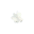 Cotton