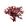 Red Seaweed