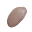 Freshwater Clam