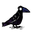 crow