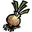 onion