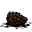 pine cone
