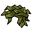 Seawreath