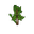 Beech Sapling