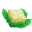 Plant Crop Cauliflower