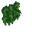 Wall Ivy