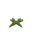 Short Dark Green Moss
