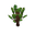 Oak Sapling