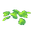 Plant Petals Green
