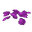 Plant Petals Purple