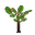 Apple Sapling