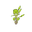 Birch Sapling