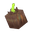 Onion Bulb