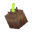 Onion Bulb (Eternal)