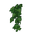 Ivy