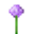 Allium