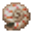 Nautilus Shell