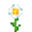 Oxeye Daisy