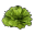 lettuce