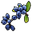 Blue Berry