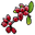 Red Berry
