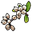 White Berry