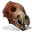 Wolf Skull