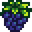 blackberry