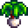 leek