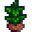Tea Sapling