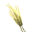 Barley