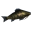 Giant herring